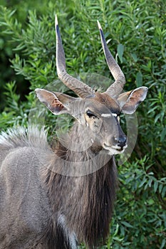 Nyala Antelope Portrait photo