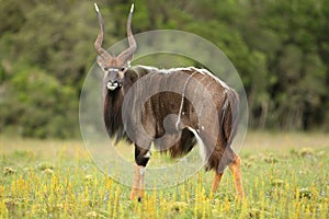 Nyala Antelope Ram photo