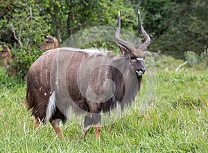 Nyala Antelope Ram with Beautiful Shaggy Coat