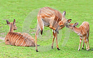 Nyala antelope Tragelaphus angasii. photo
