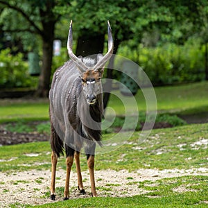 Nyala Antelope - Tragelaphus angasii. Wild life animal