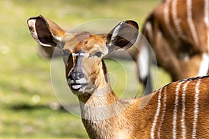 Nyala Antelope - Tragelaphus angasii. Wild life animal photo