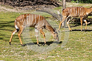 Nyala Antelope - Tragelaphus angasii. Wild life animal photo