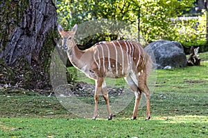 Nyala Antelope - Tragelaphus angasii. Wild life animal photo