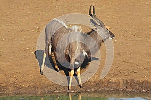 Nyala antelope at waterhole