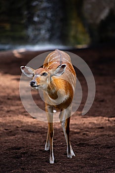 Nyala Antelope, wild animal, African animal