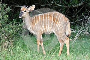 Nyala Antelope Young