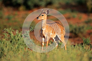 Nyala antelope photo