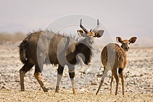 Nyala antelopes photo