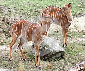 Nyala Antelopes