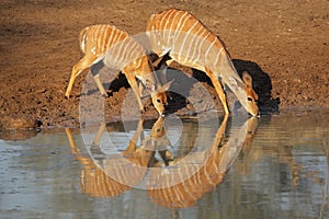 Nyala antelopes drinking
