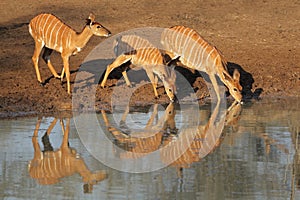 Nyala antelopes drinking