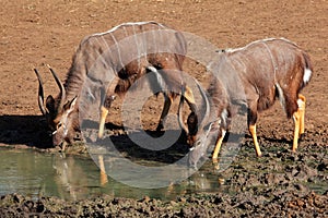 Nyala antelopes drinking photo