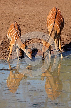 Nyala antelopes drinking