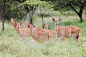 Nyala antelopes, South Africa photo