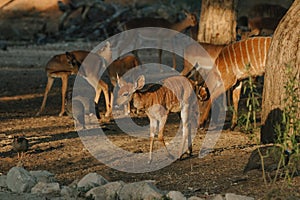 Nyala antelopes at sunlight in Namibia