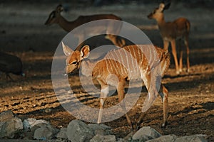 Nyala antelopes at sunlight in Namibia