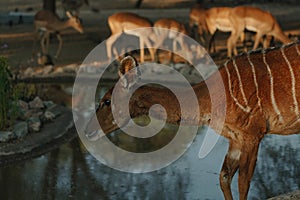 Nyala antelopes at sunlight in Namibia