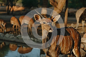 Nyala antelopes at sunlight in Namibia