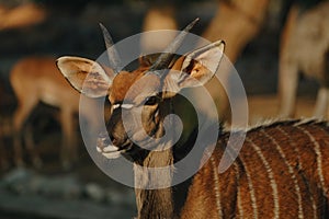 Nyala antelopes at sunlight in Namibia