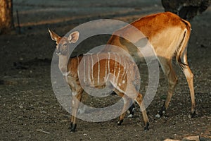 Nyala antelopes at sunlight in Namibia