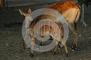 Nyala antelopes at sunlight in Namibia