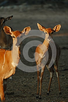 Nyala antelopes at sunlight in Namibia
