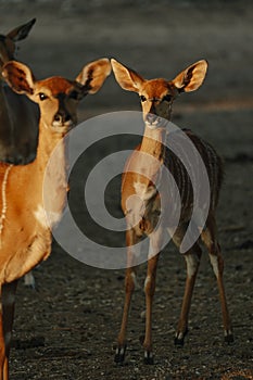 Nyala antelopes at sunlight in Namibia