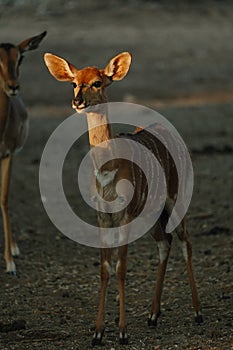 Nyala antelopes at sunlight in Namibia