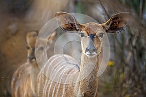 Nyala buck in South Africa photo