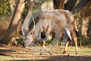 Nyala Bull