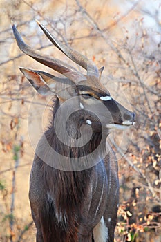 Nyala Bull