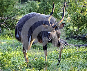 Nyala bull with big horns grazing in the bush by the water