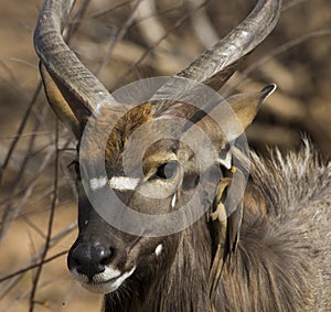 Nyala Bull feeding with yellow billed oxpecker on its neck