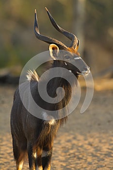 Nyala Bull