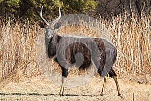 Nyala Bull