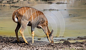 Nyala cow isolated drinking water