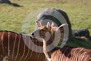 Nyala ewe antelopes photo