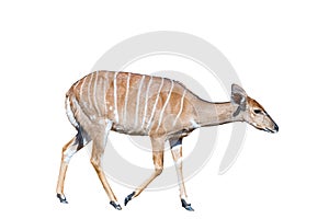 Nyala ewe walking from left to right. Isolated on white