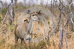 Nyala female in Kruger National park