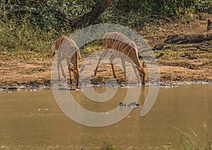 Nyala female prepare to drink from a waterhole at the Hluhluwe iMfolozi Park