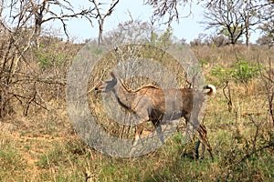 A Nyala female Tragelaphus angasii, Kruger National Park, south Africa