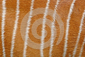 Nyala fur photo