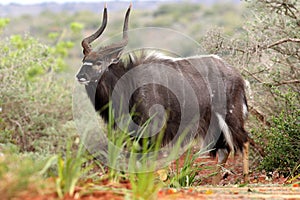 Nyala / Inyala antelope from South Africa