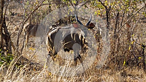 Nyala in Kruger National park