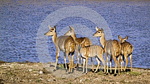 Nyala in Kruger National park