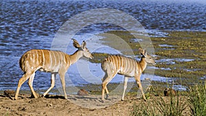 Nyala in Kruger National park