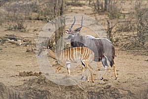 Nyala in Kruger National park, South Africa