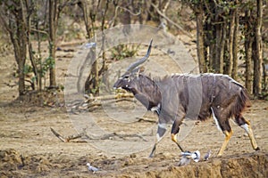 Nyala in Kruger National park, South Africa