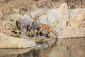 Nyala  in Kruger National park, South Africa